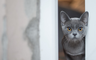 Curious yellow eyed cat window - grey background free wallpaper for desktop