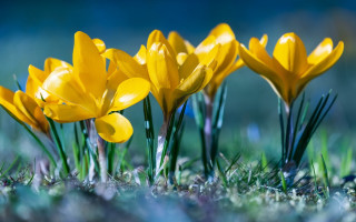 Yellow flower macro nature outdoors - small flower free wallpaper