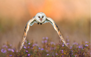Barn owl flying purple flowers - over a field free wallpaper