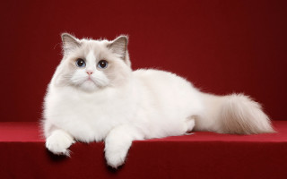 White cat blue eyes red - a white cat free wallpaper
