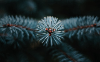 Pine cone closeup macro nature - a tree branch free wallpaper for desktop