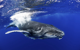 Large gray whale underwater surfing - underneath free wallpaper