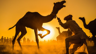 Desert sunset man kneeling camel - free sunset wallpaper for desktop