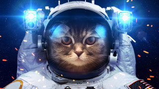Astronaut cat space starry background - space free wallpaper for desktop