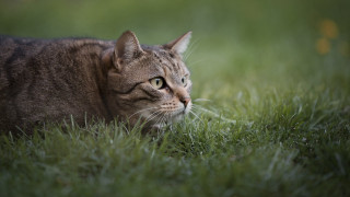 Sad cat in grass blurry - something free wallpaper for desktop