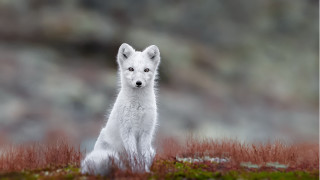 White fox field flowers outdoors - a white fox free wallpaper