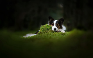 Dog laying green field trees - moss free wallpaper