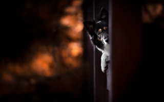 Dog peeking door paw camera - the door handle free wallpaper
