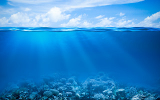 Blue ocean corals fish sky - a few fish free wallpaper