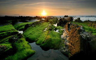 Sunset rocky beach green algae 6 - green alga free wallpaper