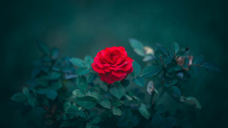 Red rose blooming leaves neo - ann thetis blacker free wallpaper for desktop