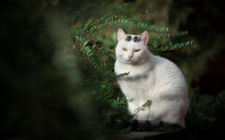 White cat bush eye focus - a white cat free wallpaper