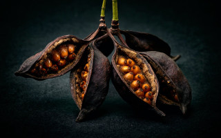 Leaves nuts planet galaxy night - nuts free wallpaper