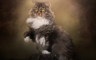 Regal renaissance cat green eyes - regal free wallpaper