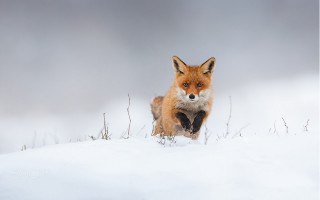 Red fox snow blue eyes - a red fox free wallpaper