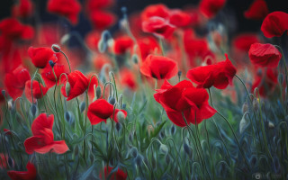 Red flower field blurry impressionist - impressionist painting free wallpaper