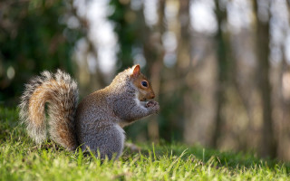 Squirrel eating grass forest tilt - a squirrel free wallpaper
