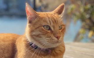 Cat collar bench tree photorealism - a collar free wallpaper