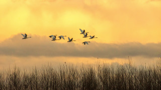 Birds flight field sunset cloudy - a flock of birds free wallpaper