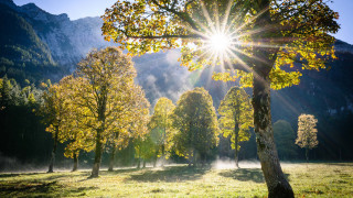 Field trees sunshine mountains fog - tree and a sun free wallpaper