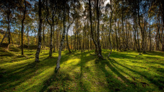 Grassy field trees sunlight forest 2 - the background and sunlight free wallpaper
