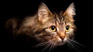 Black cat yellow eyes closeup - a black background behind free wallpaper