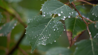 Leaf water droplets macro photorealism - a leaf free wallpaper for desktop