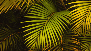 Palm leaves yellow green nature - palm tree free wallpaper