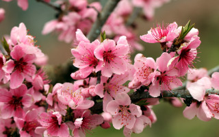 Pink flower closeup blossoms blooming - a close up of a tree free wallpaper