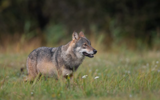 Wolf smiling field nature blurry - a wolf free wallpaper