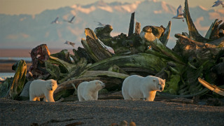 Polar bears beach driftwood birds - top of a beach next free wallpaper