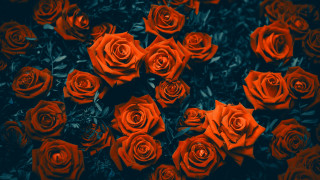 Red roses black background neo - red rose free wallpaper