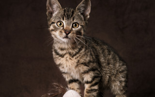 Kitten white ball brown background - a brown background behind free wallpaper