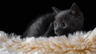 Black kitten fluffy blanket sad - grey background free wallpaper for desktop