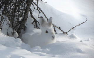 White rabbit snow tree branch - a white rabbit free wallpaper