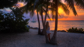 Woman palm tree beach sunset - a palm tree free wallpaper for desktop