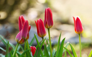 Pink flowers garden leaves bokeh - green leaf and grass free wallpaper
