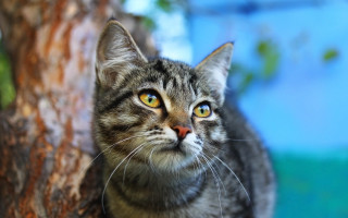 Cat looking up tree branch - a tree branch free wallpaper for desktop