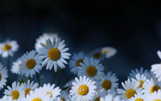 White yellow flower bouquet blurry - a black background in the background free wallpaper