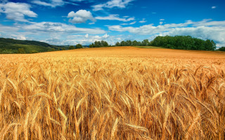 Wheat field blue sky clouds 27 - heavy free wallpaper