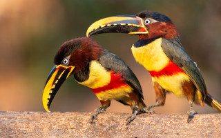 Colorful birds on branch open - two colorful bird free wallpaper