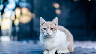 Cat wooden floor blurry background - a wooden floor free wallpaper