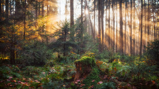 Forest city nature puzzle light - volumetric light free wallpaper