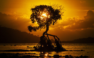 Tree sunset beach backlighting autumn - a sun setting behind free wallpaper