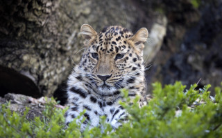 Leopard bushes camera nature depth - a leopard free wallpaper for desktop