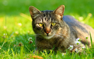 Cat grass flowers eyes open - looking free wallpaper