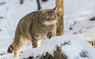 Cat walking snow tree trunk - sharp claw free wallpaper for desktop