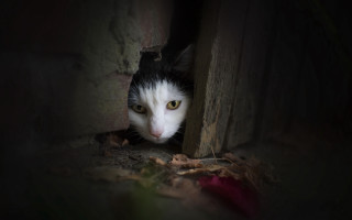 Cat peeking dark red rose - photography free wallpaper