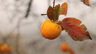Tree leaves yellow apple water - a few leaf free wallpaper
