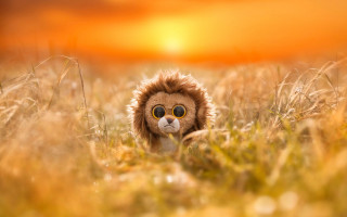 Stuffed lion sunset autumn blurry - pincushion len free wallpaper